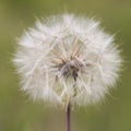 Single flower of dandelion on green background, close up. Royalty Free Stock Photo