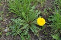 Single flower of dandelion in the natural grassland