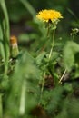 Single flower of a Dandelion (Taraxacum sect. Ruderalia) Royalty Free Stock Photo