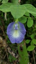 single flower with darkgreen background closeup 24 Aug 2020 india.