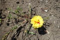 Single flower of double yellow Portulaca grandiflora