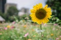 A Single Sunflower Flower in a field Royalty Free Stock Photo