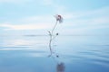 a single flower floating in the middle of the water Royalty Free Stock Photo