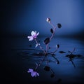 a single flower floating in water with dark background Royalty Free Stock Photo