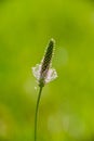 Single flower of a flowering plantain on a blurred green background
