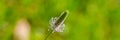 Single flower of a flowering plantain on a blurred green background