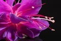 Single flower of fuchsia isolated on black background, close up. Royalty Free Stock Photo