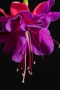 Single flower of fuchsia isolated on black background, close up. Royalty Free Stock Photo