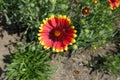 Single flower of Gaillardia aristata Royalty Free Stock Photo