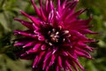 Single flower in the garden, dahlia, orange, yellow, purple, color Royalty Free Stock Photo