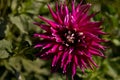 Single flower in the garden, dahlia, orange, yellow, purple, color Royalty Free Stock Photo