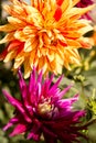 Single flower in the garden, dahlia, orange, yellow, purple, color Royalty Free Stock Photo