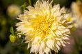 Single flower in the garden, dahlia, orange, yellow, purple, color Royalty Free Stock Photo