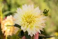 Single flower in the garden, dahlia, orange, yellow, purple, color Royalty Free Stock Photo