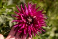 Single flower in the garden, dahlia, orange, yellow, purple, color Royalty Free Stock Photo