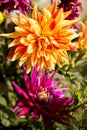 Single flower in the garden, dahlia, orange, yellow, purple, color Royalty Free Stock Photo