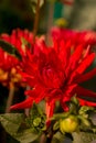 Single flower in the garden, dahlia, red color