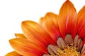 Single flower of Gazania. (Splendens genus asteraceae).Isolated Royalty Free Stock Photo