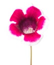 Single flower Gloxinia isolated on white Royalty Free Stock Photo