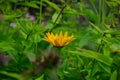 Beautiful yellow flower with fresh green background