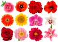 Single flower head. Rose, orchid, peony, sunflower Royalty Free Stock Photo