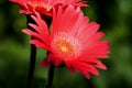 Single flower head of a vibrant full bloom Gerbera Royalty Free Stock Photo