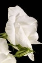 Single flower head of white rose on black background, close up. Royalty Free Stock Photo