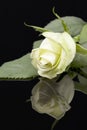 Single flower head of white rose on black background, mirror reflection. Royalty Free Stock Photo