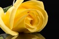 Single flower head of yellow rose on black background, reflection. Royalty Free Stock Photo