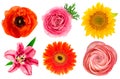 Single flower heads. Lily, ranunculus, sunflower, gerber, anemone Royalty Free Stock Photo