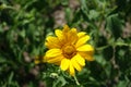 Single flower of Heliopsis helianthoides