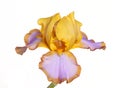 Single flower of iris cultivar Brown Lasso