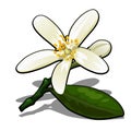 Single flower of lemon tree isolated on a white background. Flowering tree branches in the orchard. Vector cartoon close