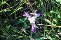 Single flower of light purple iris closeup top view Royalty Free Stock Photo