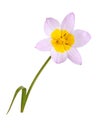 Single flower of a lilac and yellow tulip isolated