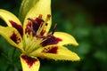 Lily flower in drops. Royalty Free Stock Photo