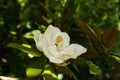 A single flower of the magnolia grandiflora a large white flower with strong fragnance on an evergreen plant