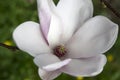 Single flower magnolia soulangeana tree in bloom Royalty Free Stock Photo