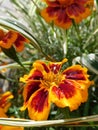 Single flower marigold, whose petals are wet from rainwater Royalty Free Stock Photo