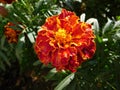 Single flower marigold, whose petals are wet from rainwater Royalty Free Stock Photo