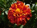 Single flower marigold, whose petals are wet from rainwater Royalty Free Stock Photo