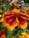 Single flower marigold, whose petals are wet from rainwater Royalty Free Stock Photo