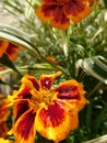 Single flower marigold, whose petals are wet from rainwater Royalty Free Stock Photo