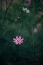 single flower object pink color soft focus concept picture vertical format, blurry dusk dark green garden background scenic