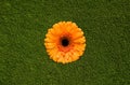 Single flower orange gerbera on green background of green grass Royalty Free Stock Photo