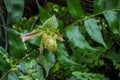 Single flower of orchid Paphiopedilum venustum