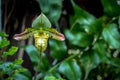 Single flower of orchid Paphiopedilum venustum