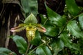 Single flower of orchid Paphiopedilum venustum