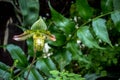 Single flower of orchid Paphiopedilum venustum