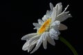 Single flower of ox-eye daisy Leucanthemum Vulgare with drops of water on white petals, black background